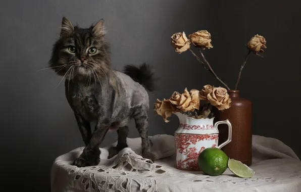 Кошка, кот, взгляд, цветы, поза, стол, серый, стебли