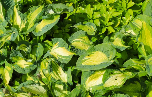 Green, leafs, plant