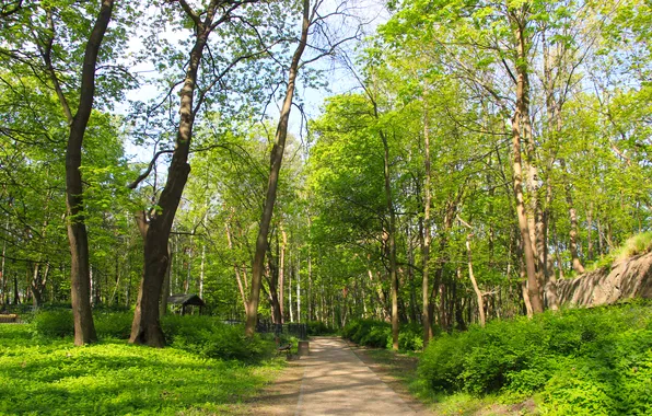 Trees, park, spring, alley