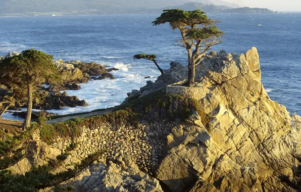 Картинка деревья, скалы, побережье