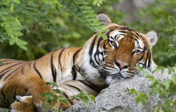 Картинка тигр, отдых, хищник, красавец