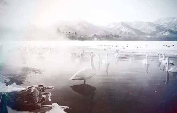 Картинка зима, озеро, лебеди