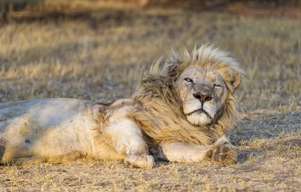 Кошка, отдых, белый лев, ©Tambako The Jaguar