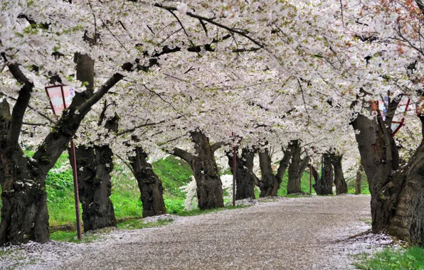 Картинка весна, Япония, сакура, Japan, Cherry Blossoms, sakura, spring, парк Хиросаки