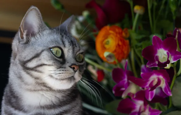 Кошка, кот, цветы, поза, портрет, букет, серая, орхидеи