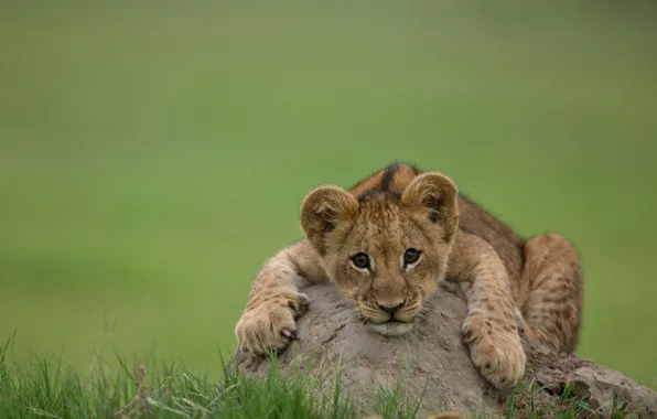 Картинка кошка, хищник, лев, львенок