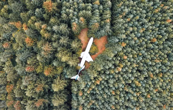 Лес, деревья, вид, самолёт, OREGON STATE