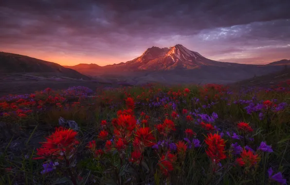 Пейзаж, цветы, горы, природа, рассвет, Вашингтон, США, луга