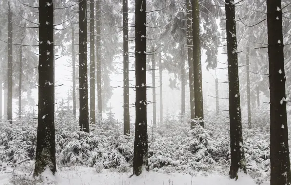 Winter, foggy, woodland