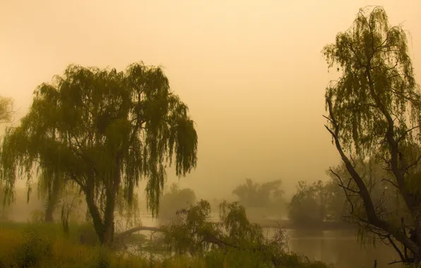Картинка туман, утро, Австралия, Jerrabomberra, Канберра, водно-болотные угодья
