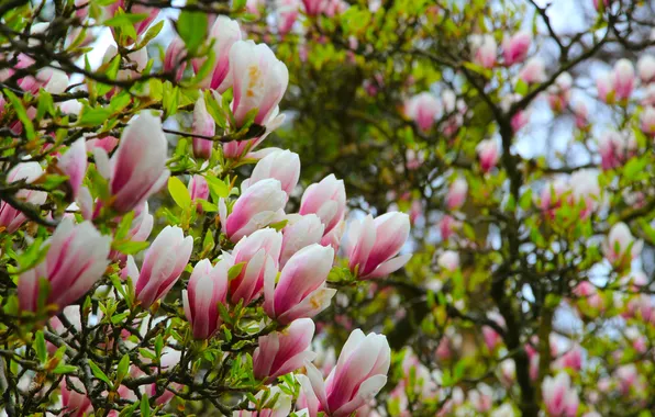 Flower, magnolia, twigs
