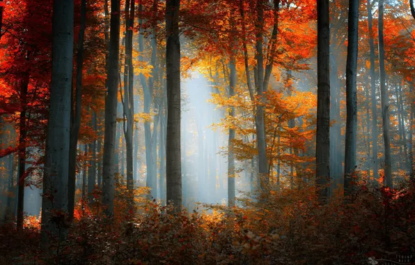 Желтые листья, осенний лес, утренний туман