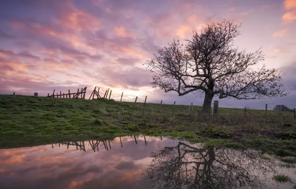 Картинка закат, пруд, дерево