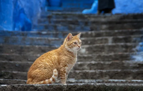 Картинка кошка, кот, город, рыжий, лестница, ступени