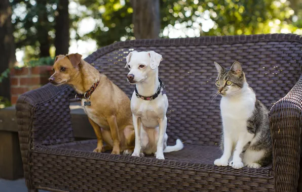 Картинка кошка, собаки, кот, друзья, троица