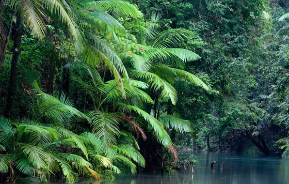 Картинка forest, water, plant, Daintree national park