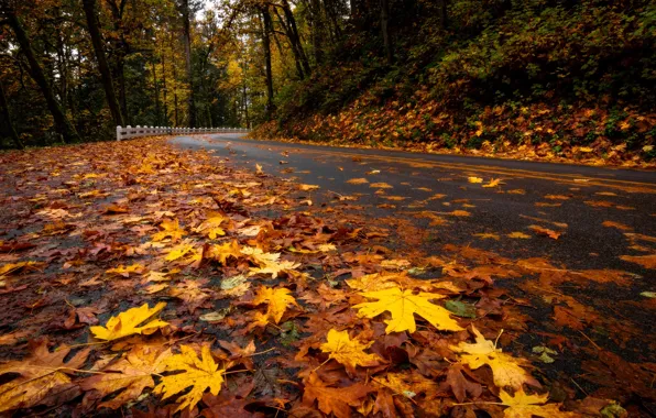 Картинка дорога, осень, листья