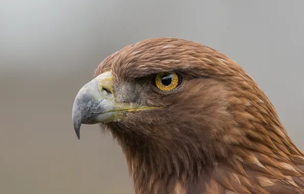 Eagle, eye, golden eagle