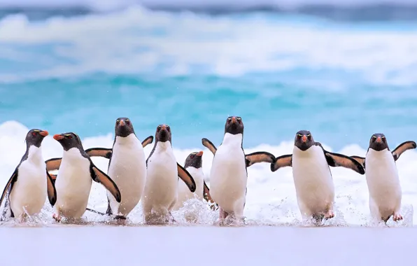 Картинка птицы, хохлатый пингвин, Фолклендские острова
