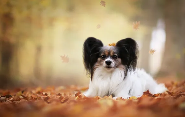 Осень, листья, собака, боке, Папийон, Континентальный той-спаниель