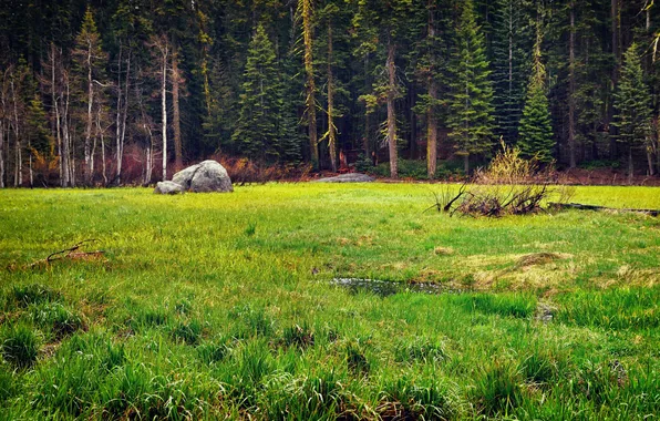 Картинка лес, деревья, пейзаж, природа, поляна, растения, forest, trees