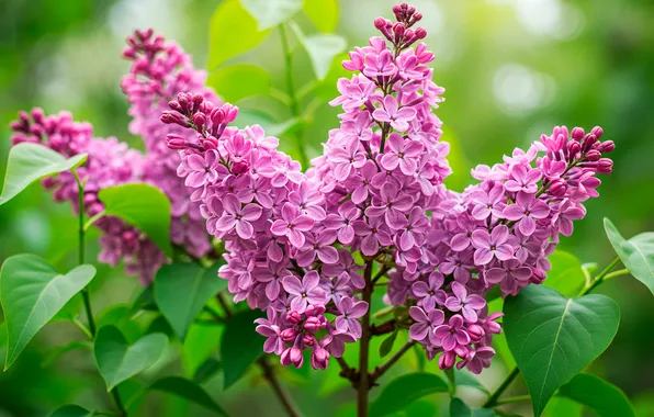 Цветок, листья, весна, wallpaper, flower, сирень, leaves, spring