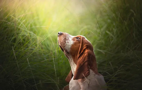 Картинка трава, морда, собака, Бассет-хаунд