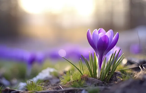 Свет, цветы, поляна, весна, крокусы, сиреневые, крокус, боке