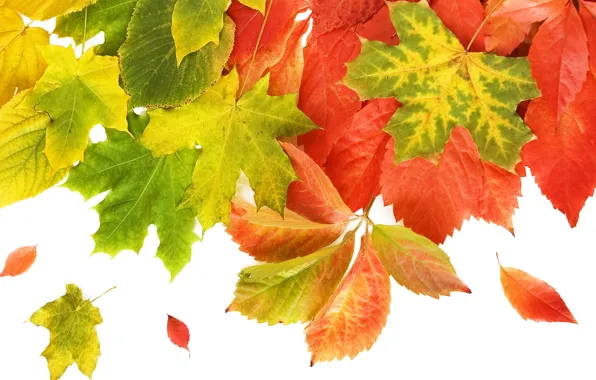 Осень, листья, макро, коллаж, открытка