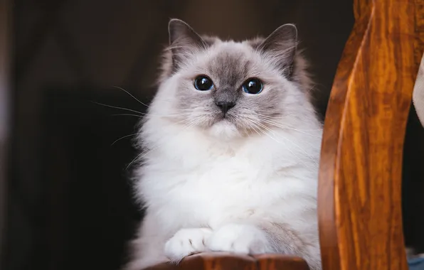 Кошка, кот, взгляд, поза, мордашка