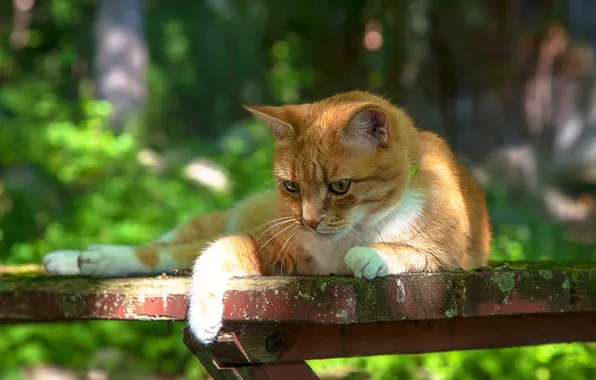 Зелень, кошка, лето, кот, взгляд, свет, скамейка, природа