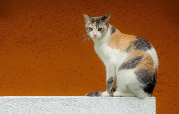 Картинка кошка, взгляд, фон, стена