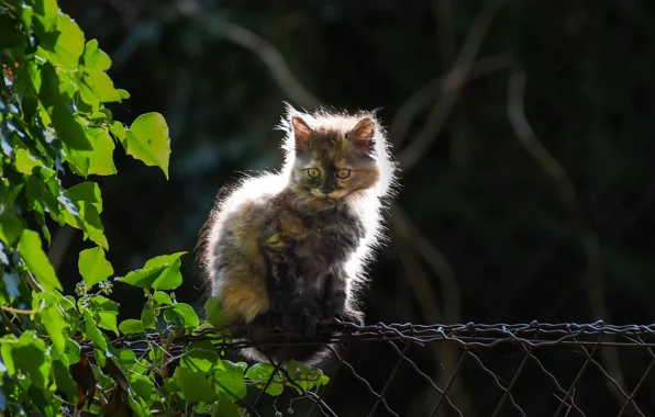 Кошка, лето, забор