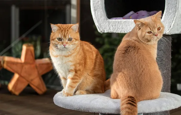 Кошка, кот, кошки, пара, котята, рыжие, парочка, сидят