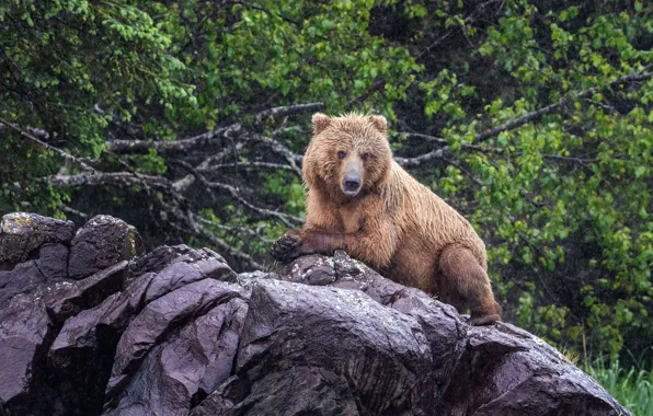Лето, взгляд, морда, ветки, мокрый, поза, камни, дождь