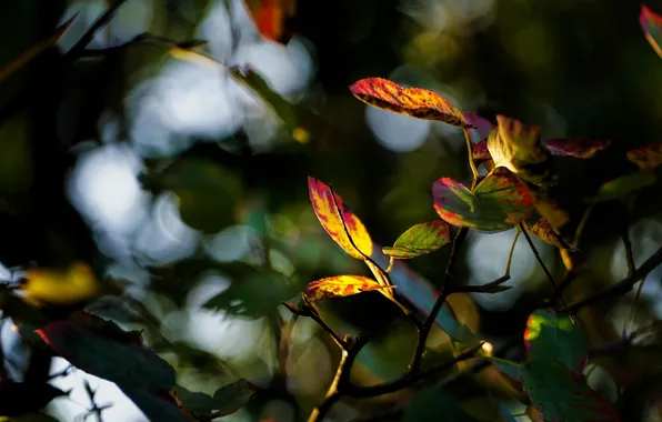 Осень, листья, цвета, макро, размытие, ветка