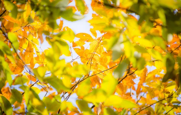 Осень, небо, листья, дерево, ветка