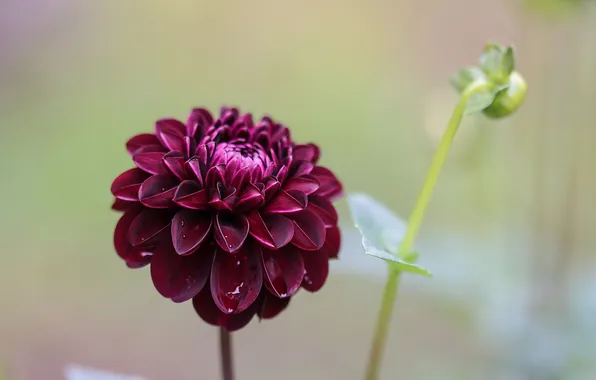 Dark, red, flower, petals, bud, floral