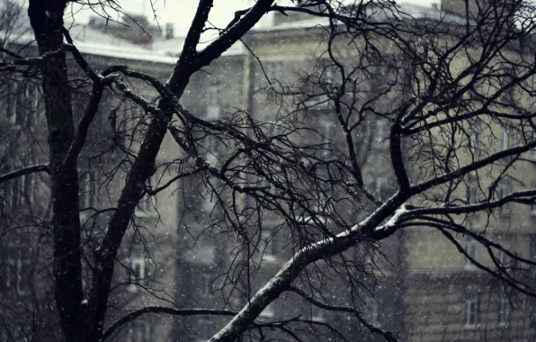 Холод, зима, снег, Деревья