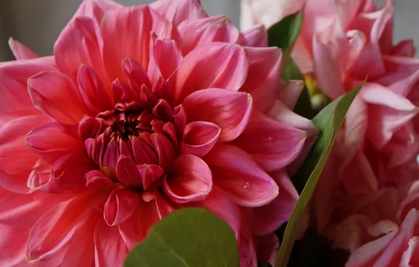 Flower, blooming, dhalia