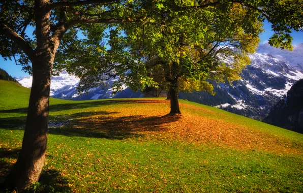 Картинка осень, трава, деревья, горы, листва
