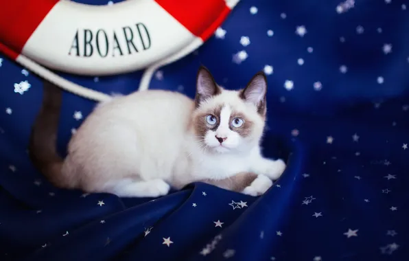 Кошка, кот, взгляд, синий, котенок, фон, темный, пятна