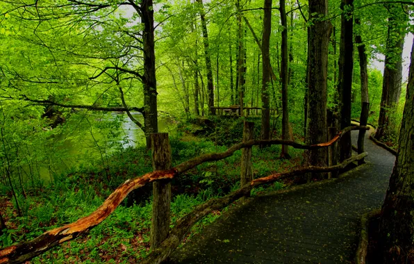 Лес, деревья, парк, река, ограждение, тропинка