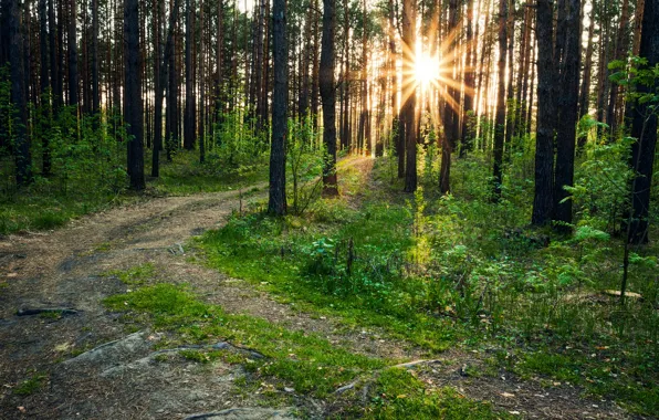 Лес, деревья, природа, фото, тропа, лучи света