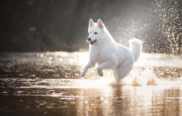 Взгляд, вода, капли, свет, брызги, природа, поза, озеро