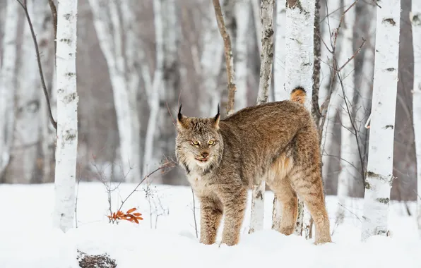 Зима, взгляд, снег, природа, рысь, мордашка