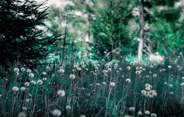 Лес, лето, природа