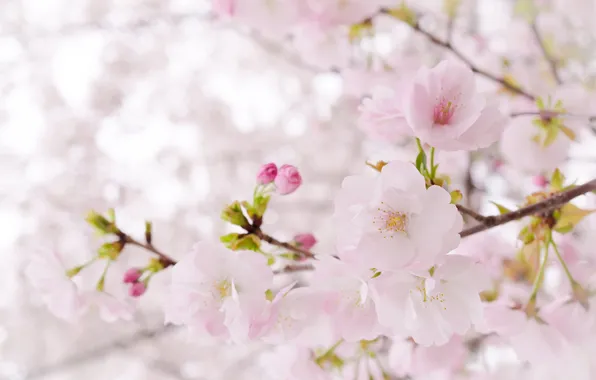 Дерево, розовый, нежность, весна, сакура