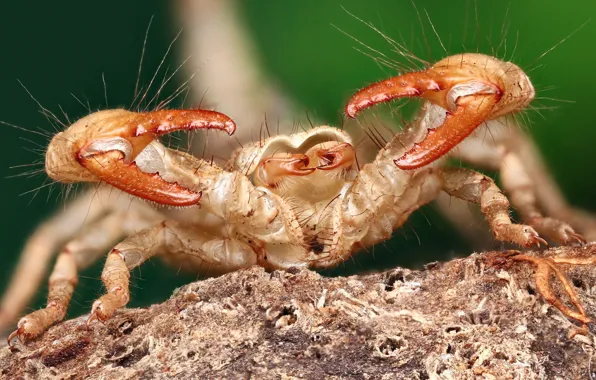 Crab, hairs, ugly, claws, horrible