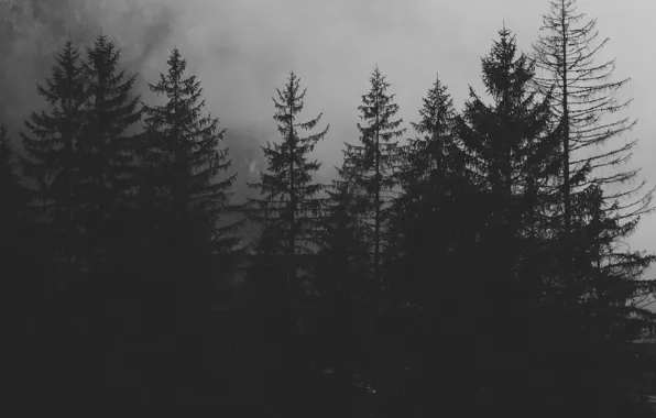 Лес, природа, туман, мрак
